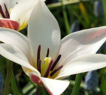 Tulipa clusiana (Leydi Lale)