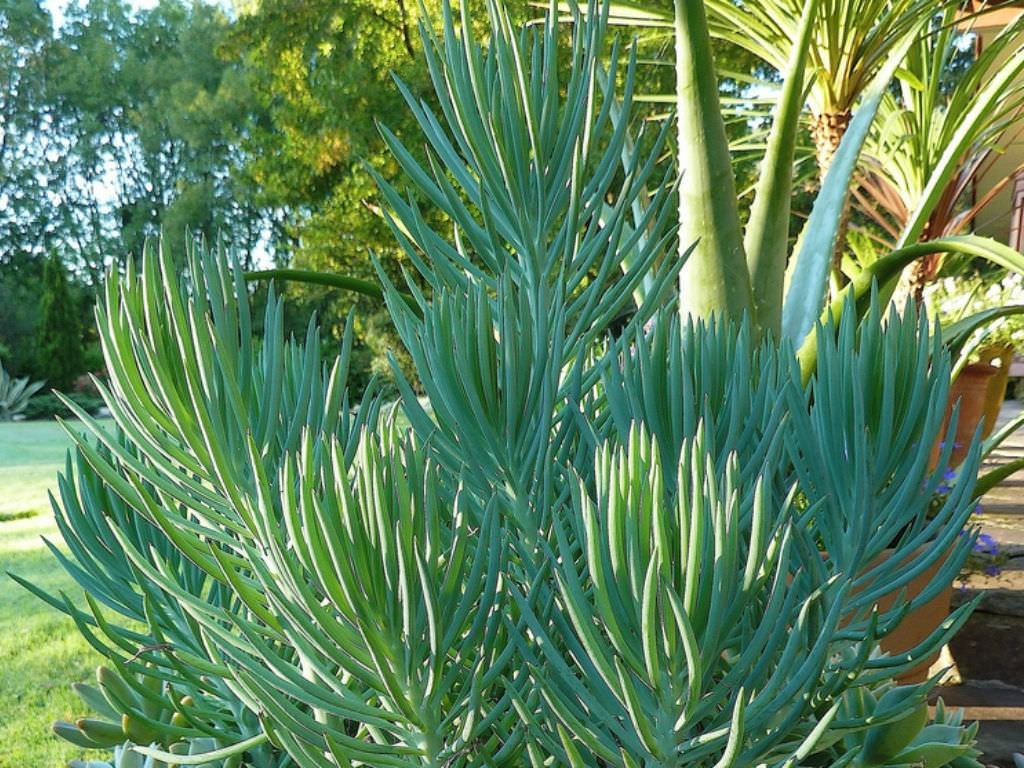 Senecio cylindricus (Dar Yaprakl Tebeir ubuklar) Sukulent - Trkiye nin  Sukulent ve Kakts Marketi!
