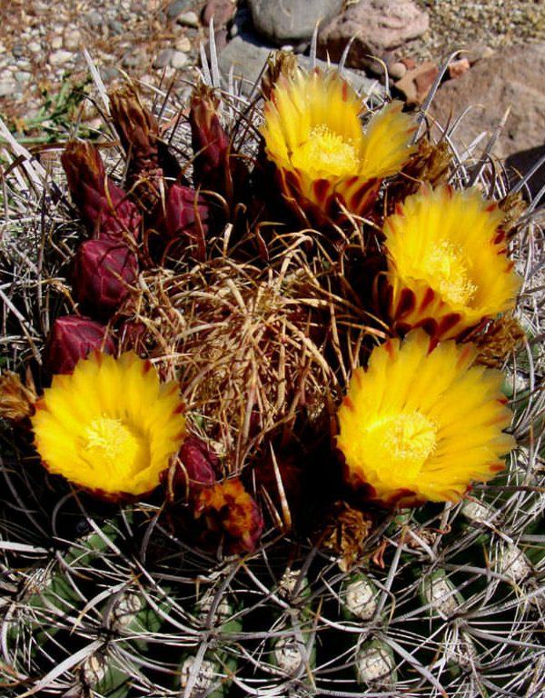 Ferocactus silindirik (California Barrel Cactus) Sukulent