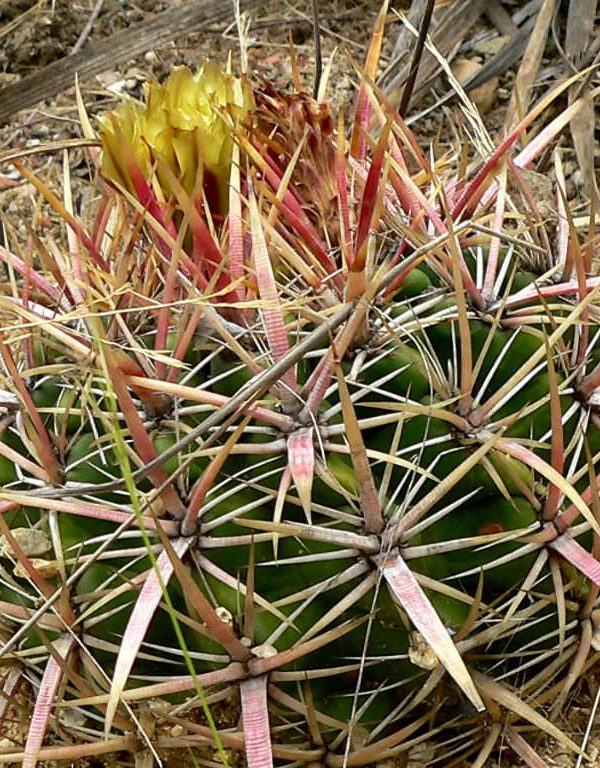 Ferocactus green (Coast Barrel Cactus) Sukulent