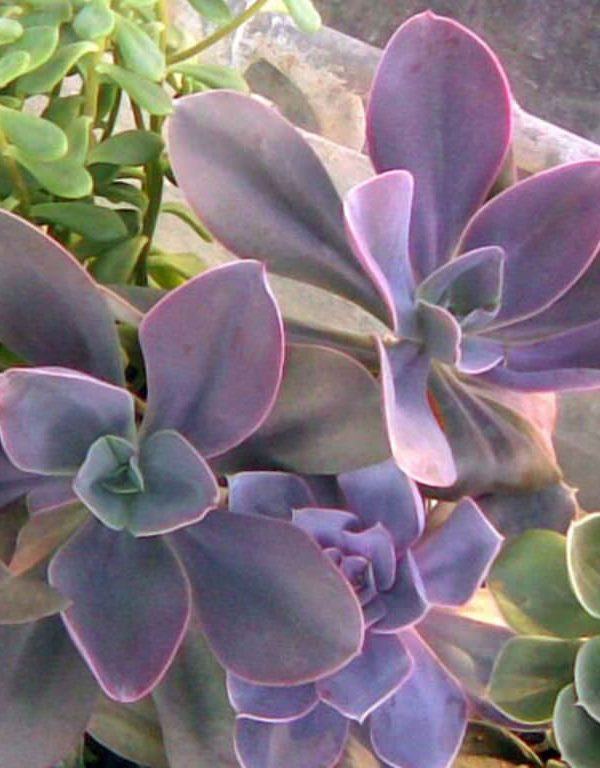 Echeveria gibbiflora 'Metallica' (Metalik Echeveria) Sukulent