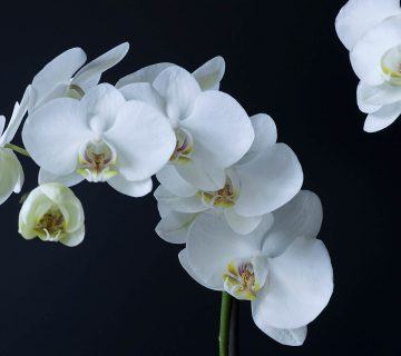 Phalaenopsis amabilis (Güve Orkide)