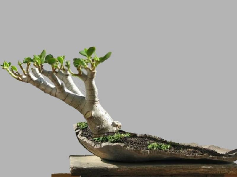 citrus myrtifolia bonsai Naranjo moruno - Citrus myrtifolia main image 0