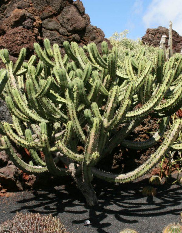 Myrtillocactus geometrisans (Cranberry Cactus) Sukulent