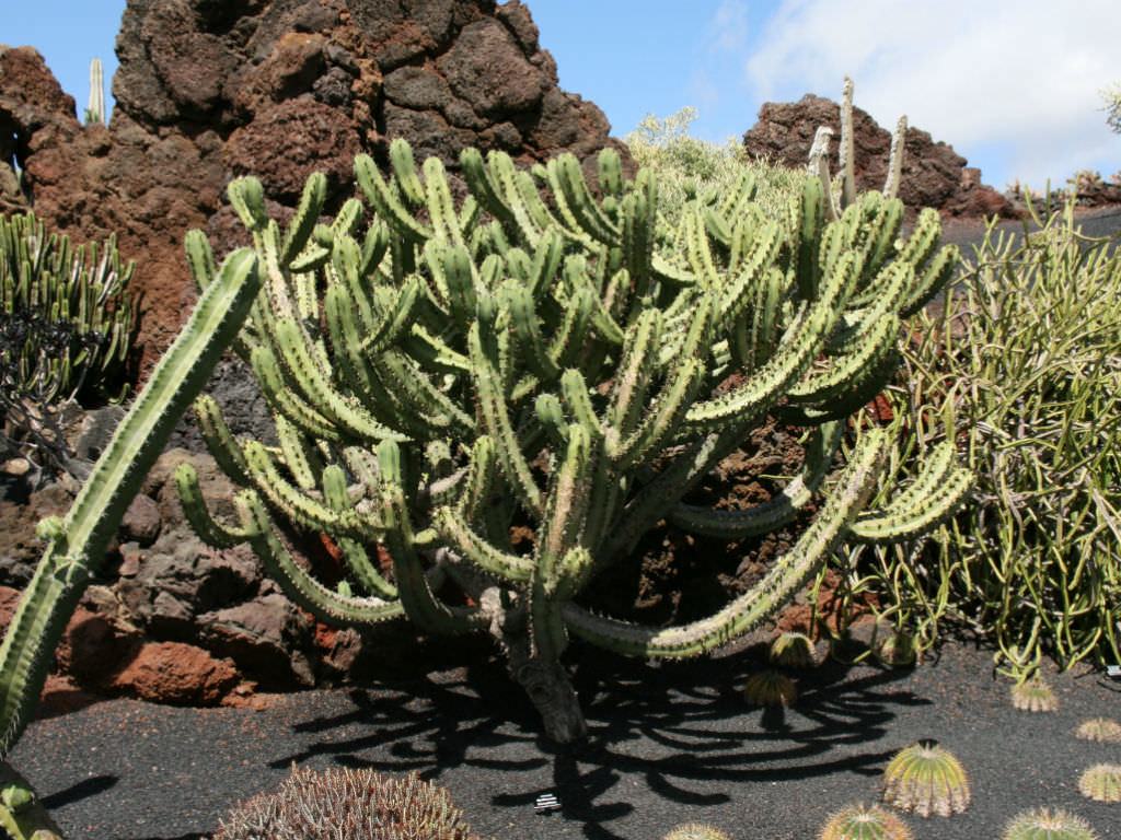 Myrtillocactus geometrisans (Cranberry Cactus) Sukulent