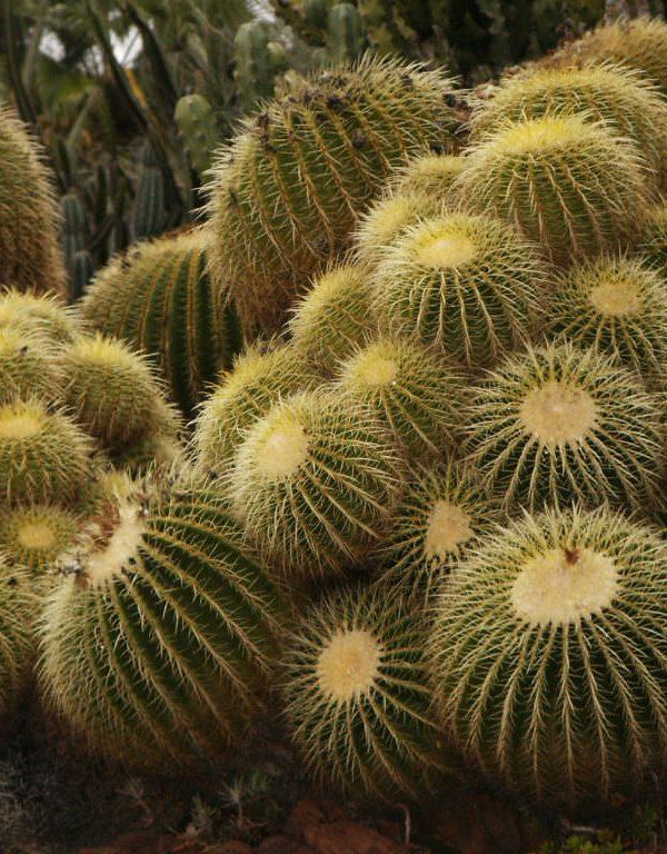 Echinocactus Sukulent için Nasıl Büyüme ve Bakım Yapılır