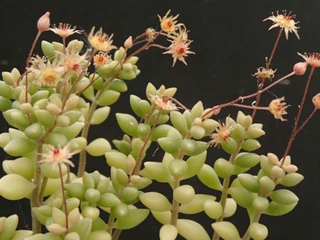 Monanthes laxiflora Etli