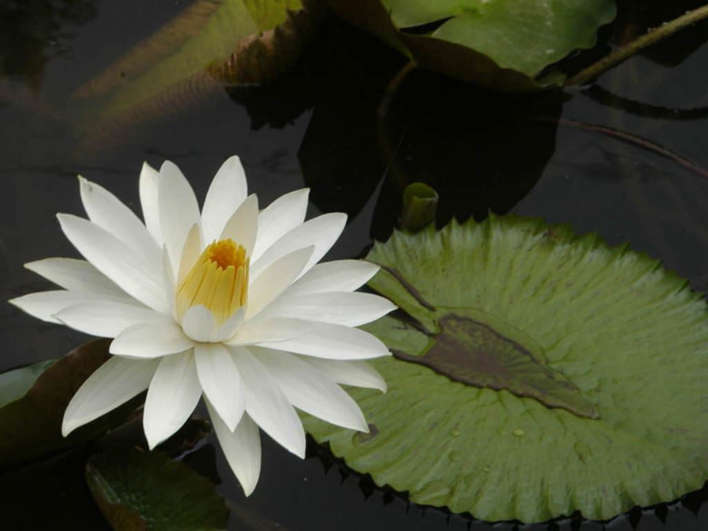 Nymphaea lotus (Kaplan Lotus)