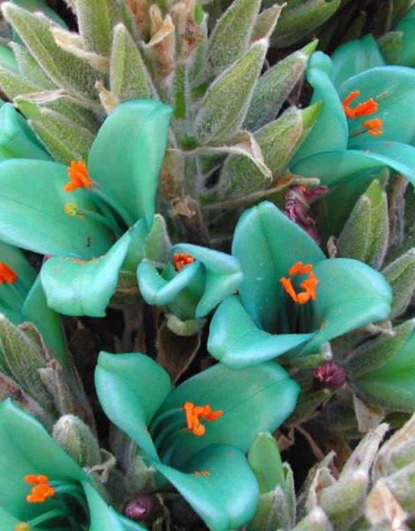 Puya teroniana (Mavi Puya)