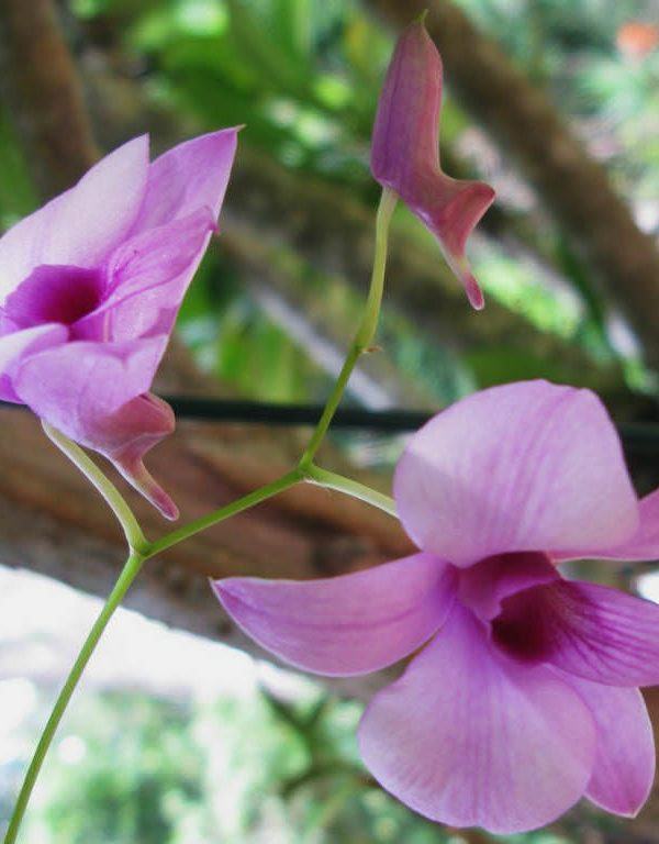 Dendrobium bigibbum (Cooktown Orkide)