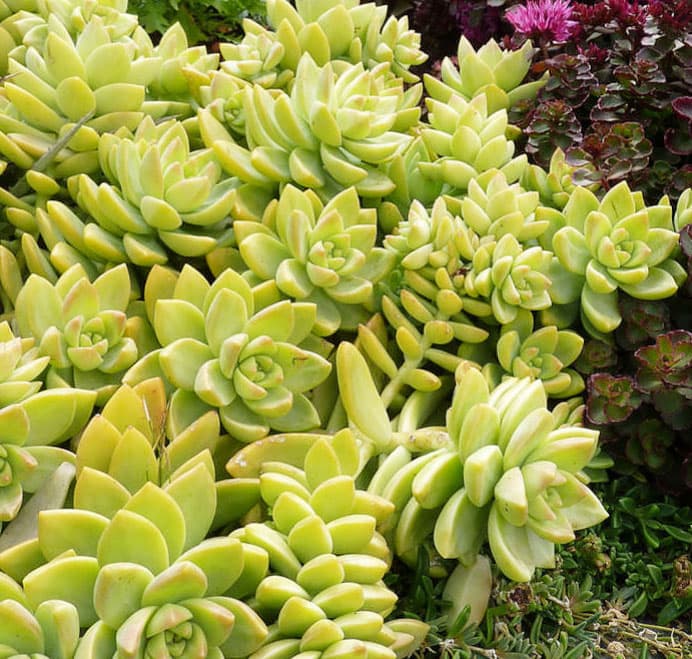 Sedum Adolphii Lime Gold 5,5 cm - Türkiye nin Sukulent ve Kaktüs Marketi!