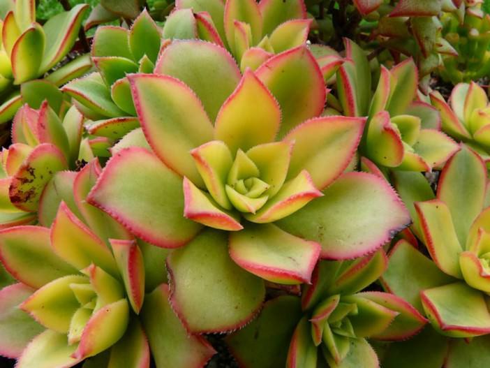 Aeonium 'Kiwi' - Kiwi Aeonium