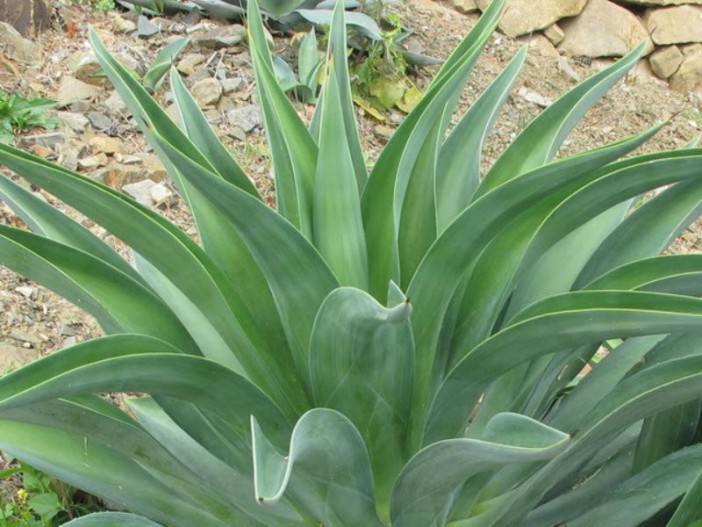 Agave desmetiana (Smooth Agave)