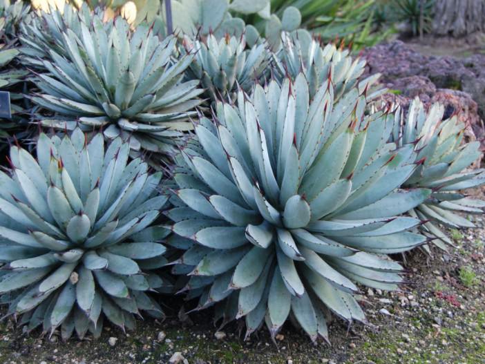 Agave macroacantha - Black Spined Agave