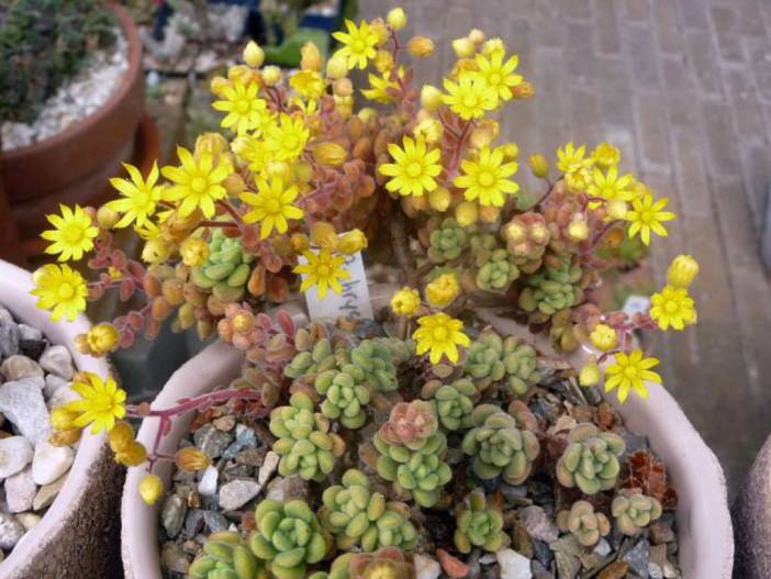 Aichryson tortuosum - Gouty Houseleek