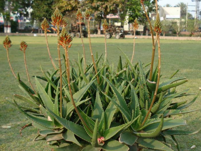 Aloe x delaetii