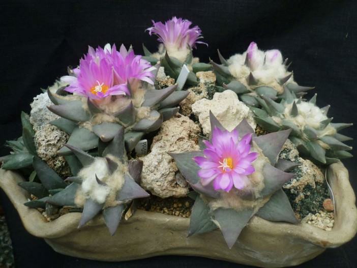 Ariocarpus confusus