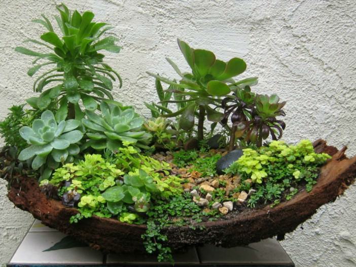 Arrangement of Succulents