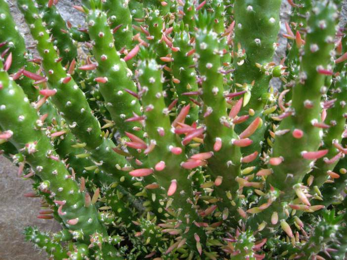Austrocylindropuntia subulata f. monstrosa (Christmas Tree Cactus)