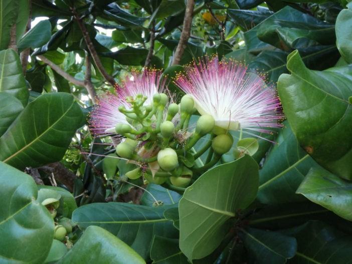 Barringtonia asiatica - Fish Poison Tree