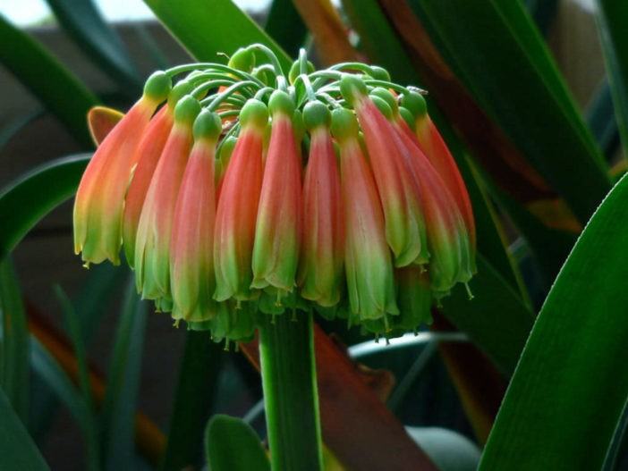 Clivia nobilis - Greentip Lily