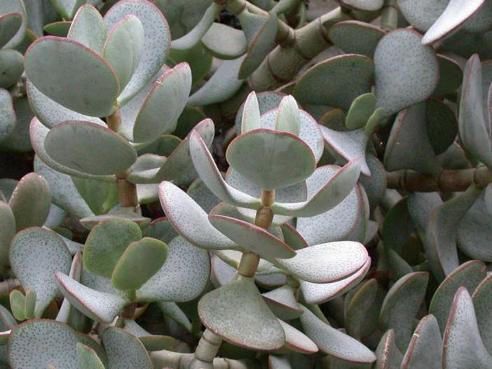 Crassula arborescens (Silver Dollar Plant)