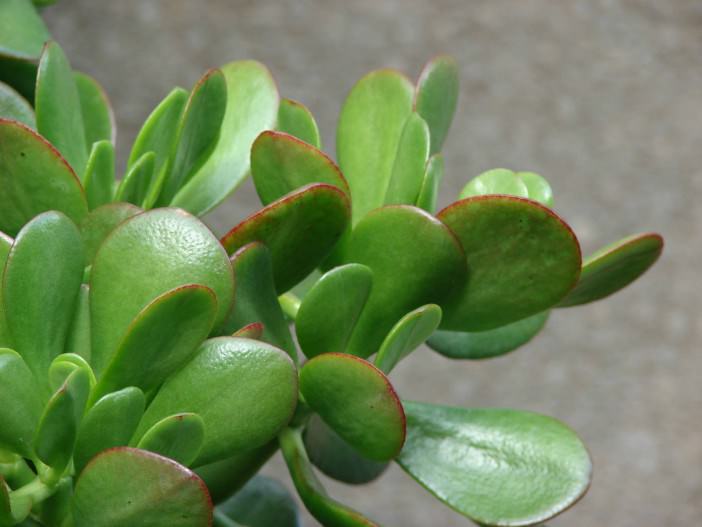 Leaves on a Jade Plant Turn Yellow
