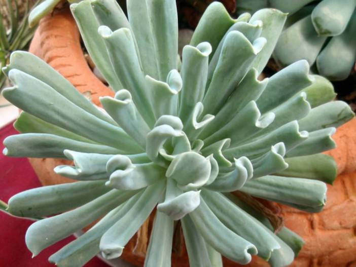 Echeveria runyonii 'Topsy Turvy' - Mexican Hen and Chicks