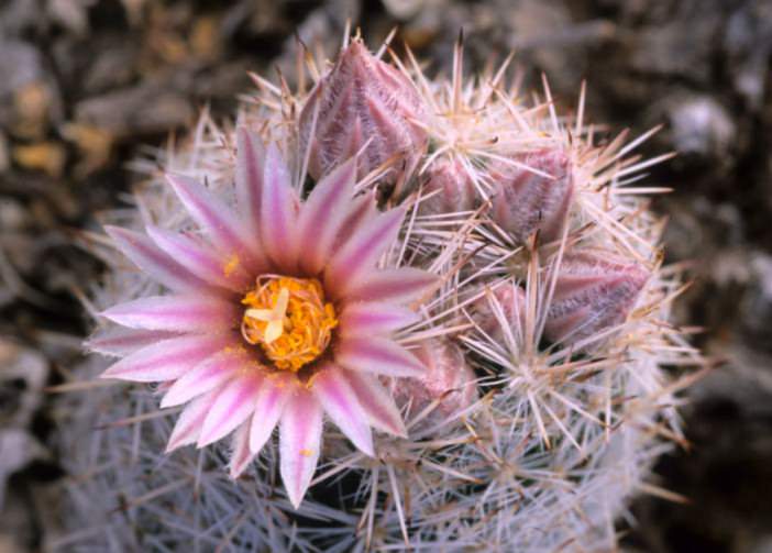 Escobaria sneedii - Sneed's Pincushion Carpet Foxtail Cactus