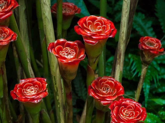 Etlingera corneri - Rose of Siam