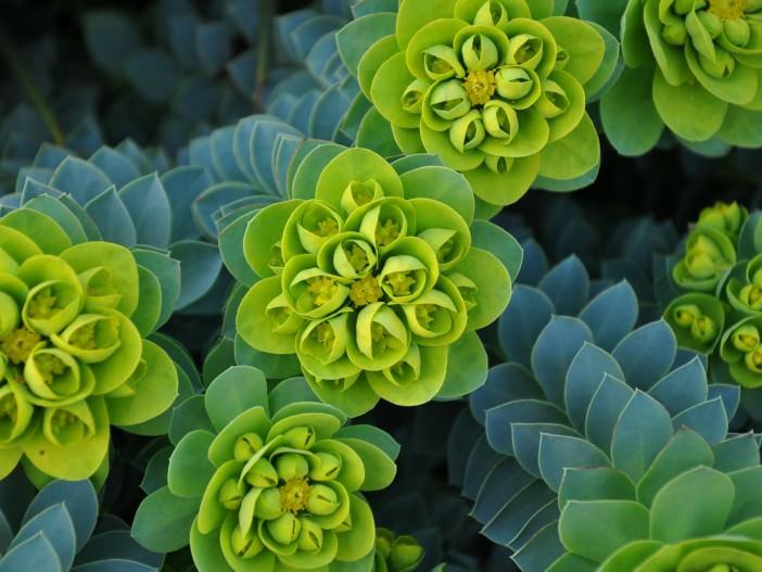 Euphorbia myrsinites (Myrtle Spurge)