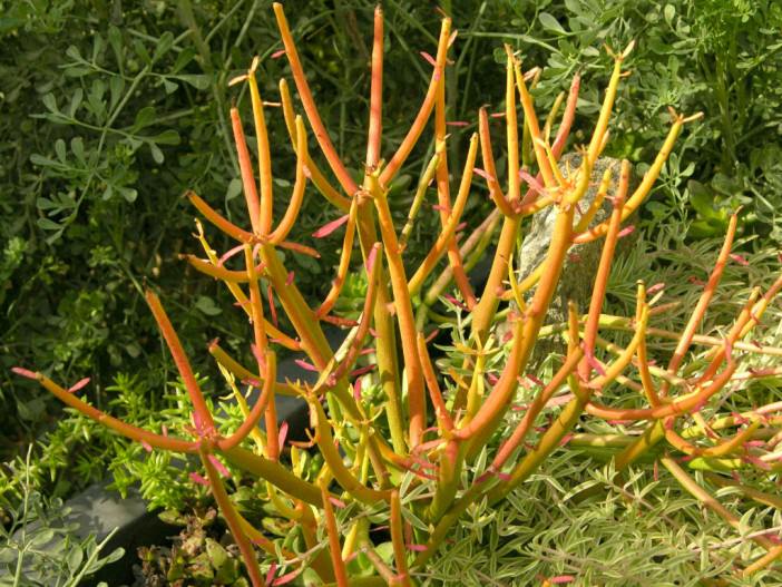 Euphorbia tirucalli 'Rosea' - Fire Sticks Red Pencil Tree
