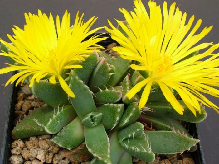 Faucaria felina (Tiger Jaws)