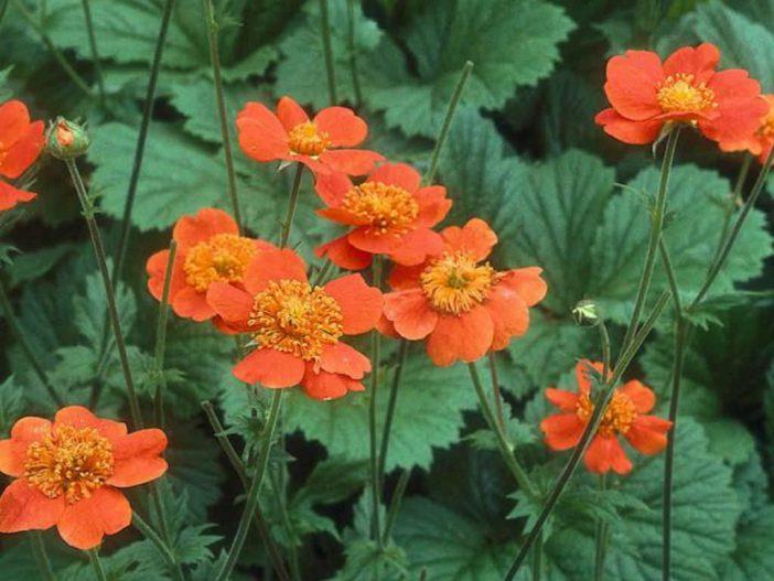 Geum quellyon (Scarlet Avens)
