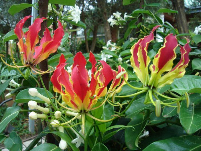 Gloriosa superba - Flame Lily