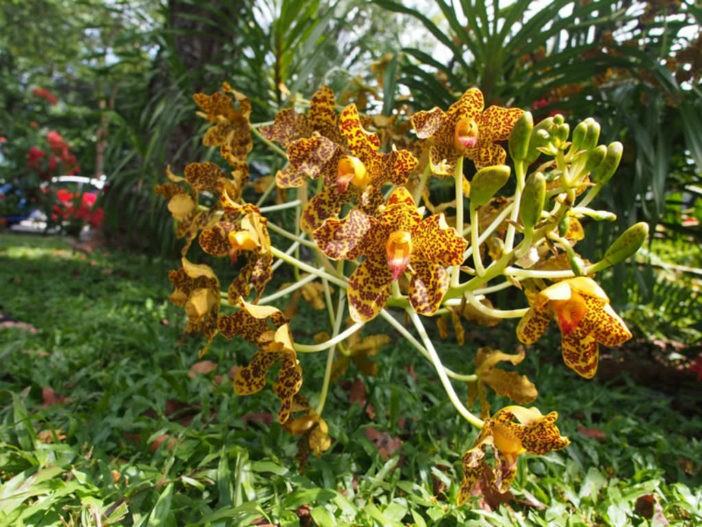 Grammatophyllum speciosum - Tiger Orchid