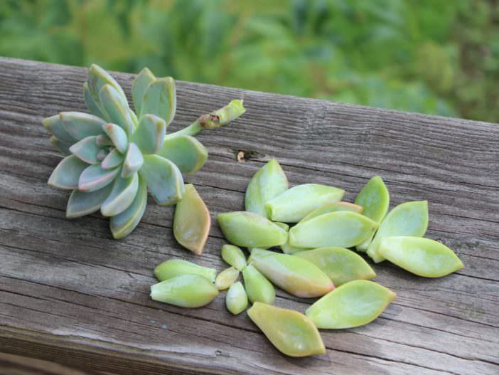 Grow Succulents from Clippings