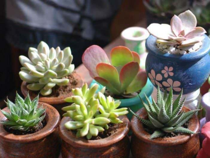 Grow Succulents in Clay Pots