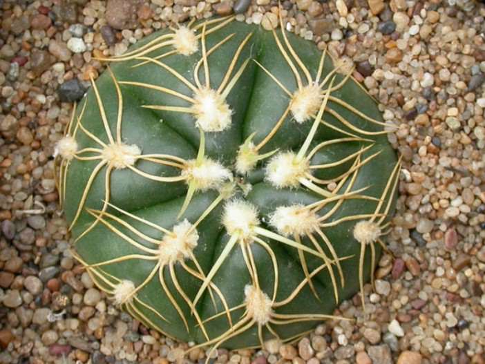 Gymnocalycium denudatum - Spider Cactus