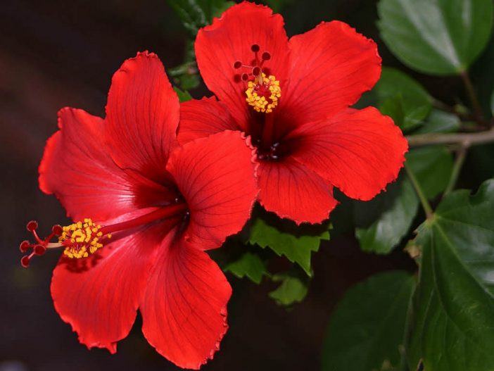 Hibiscus rosa-sinensis (Chinese Hibiscus)