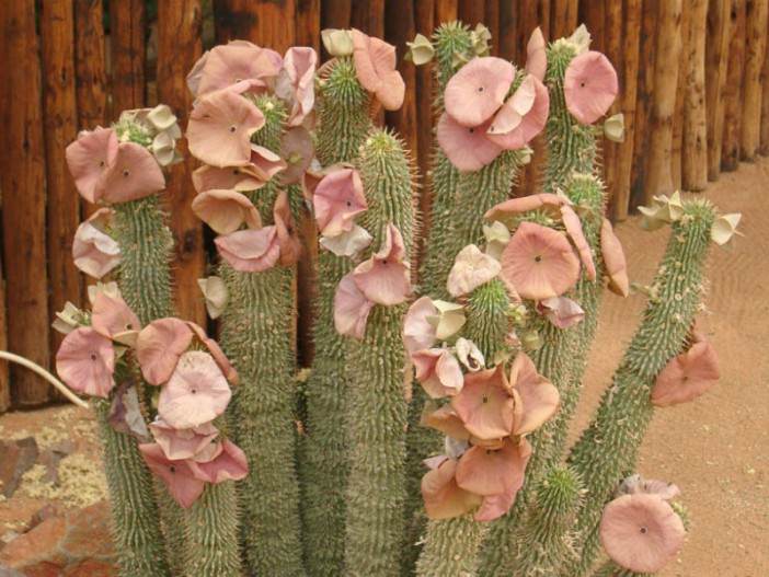 Hoodia gordonii