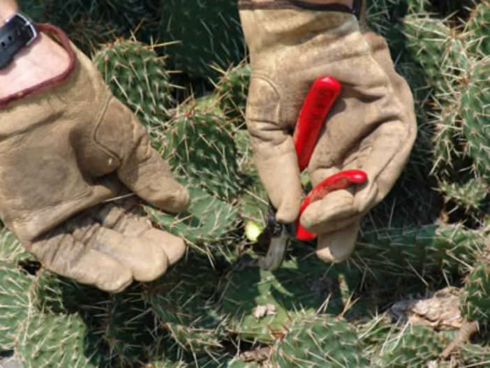 How and When to Prune a Cactus