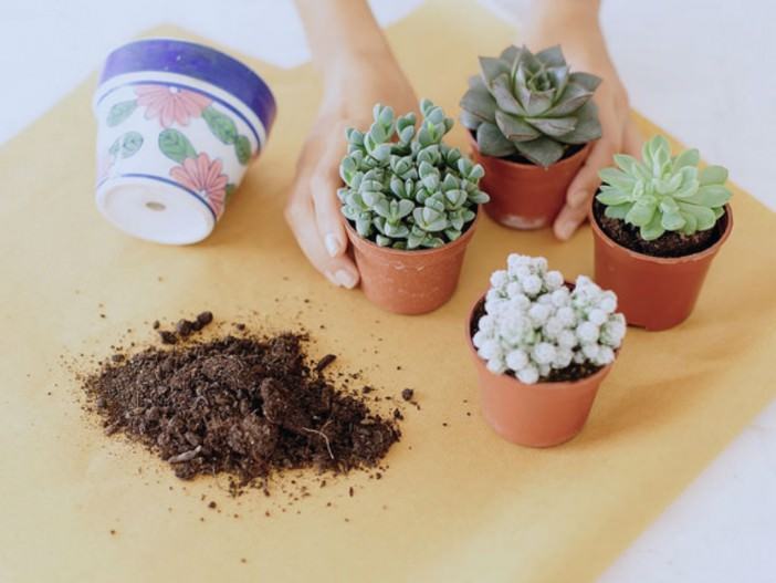 How to Repot Cacti and Succulents
