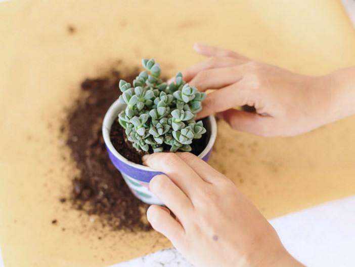 How to Repot Cacti and Succulents