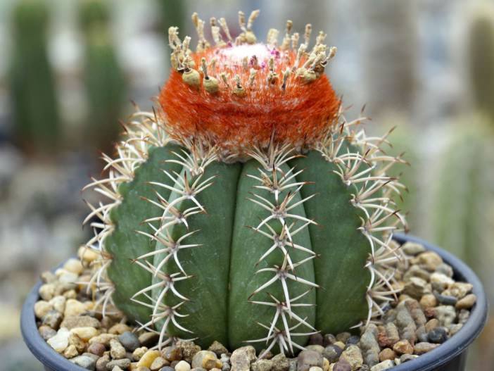 Melocactus matanzanus - Dwarf Turk's Cap Cactus