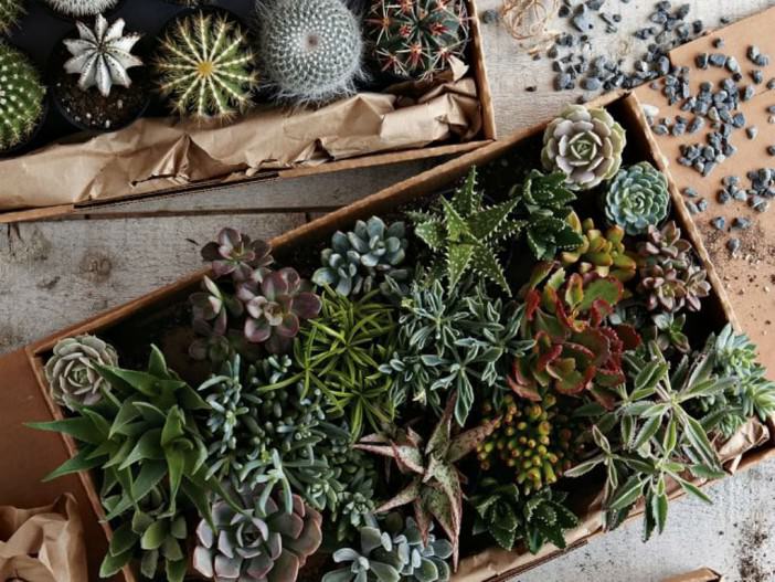 Moving Your Succulent Collection
