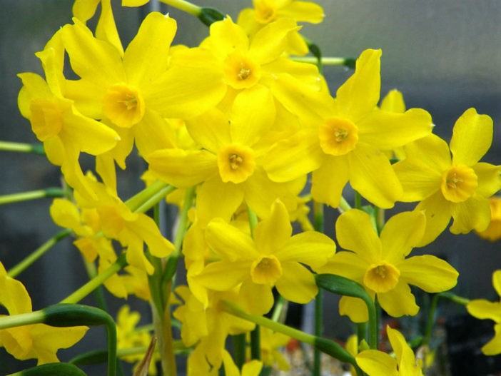 Narcissus jonquilla - Jonquil
