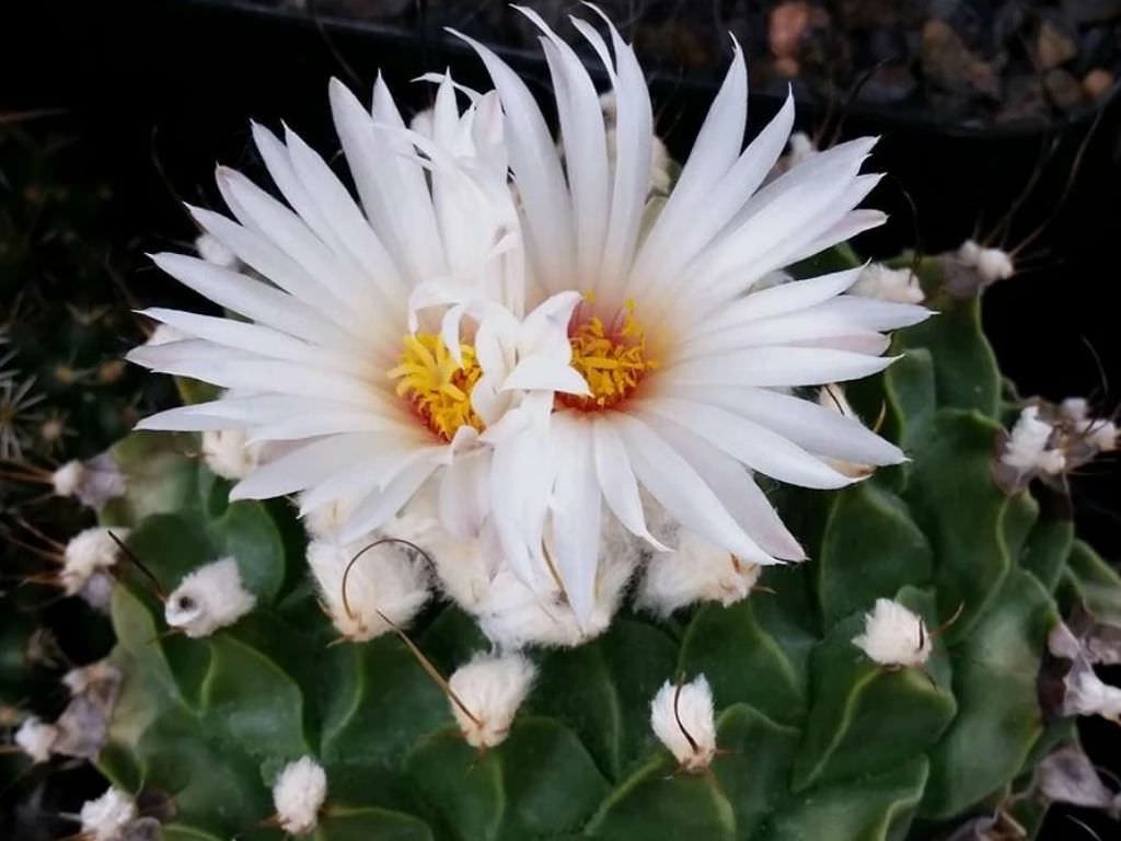 Obregonia denegrii (Artichoke Cactus)