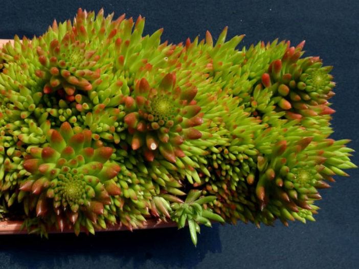 Orostachys japonica - Rock Pine