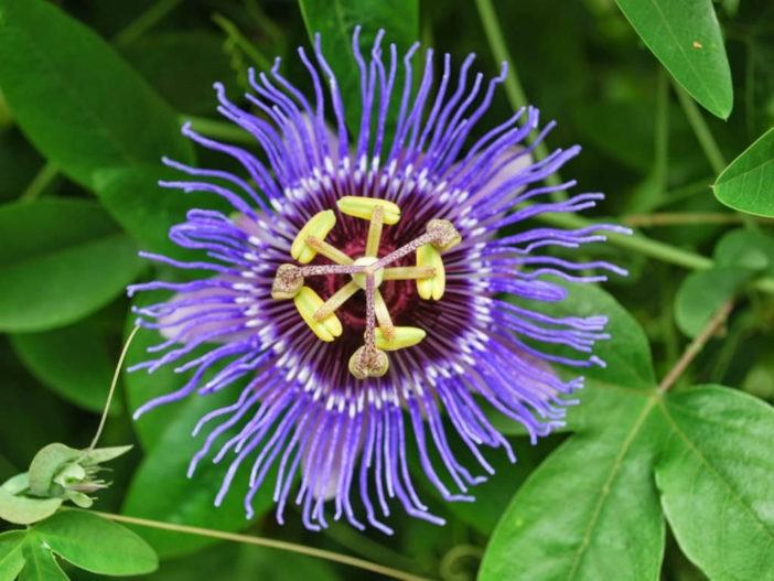 Passiflora incarnata - Purple Passion Flower